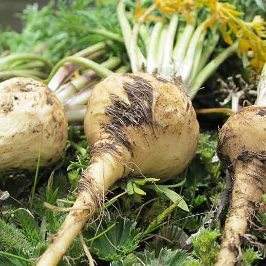 Maca Root